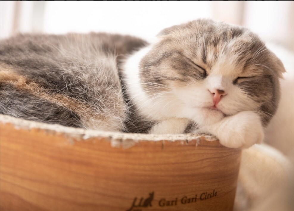 九州の猫好きのママがあなたの元気をサポートします 40代ならではの、落ち着いたトーンであなたを包みます!! イメージ2