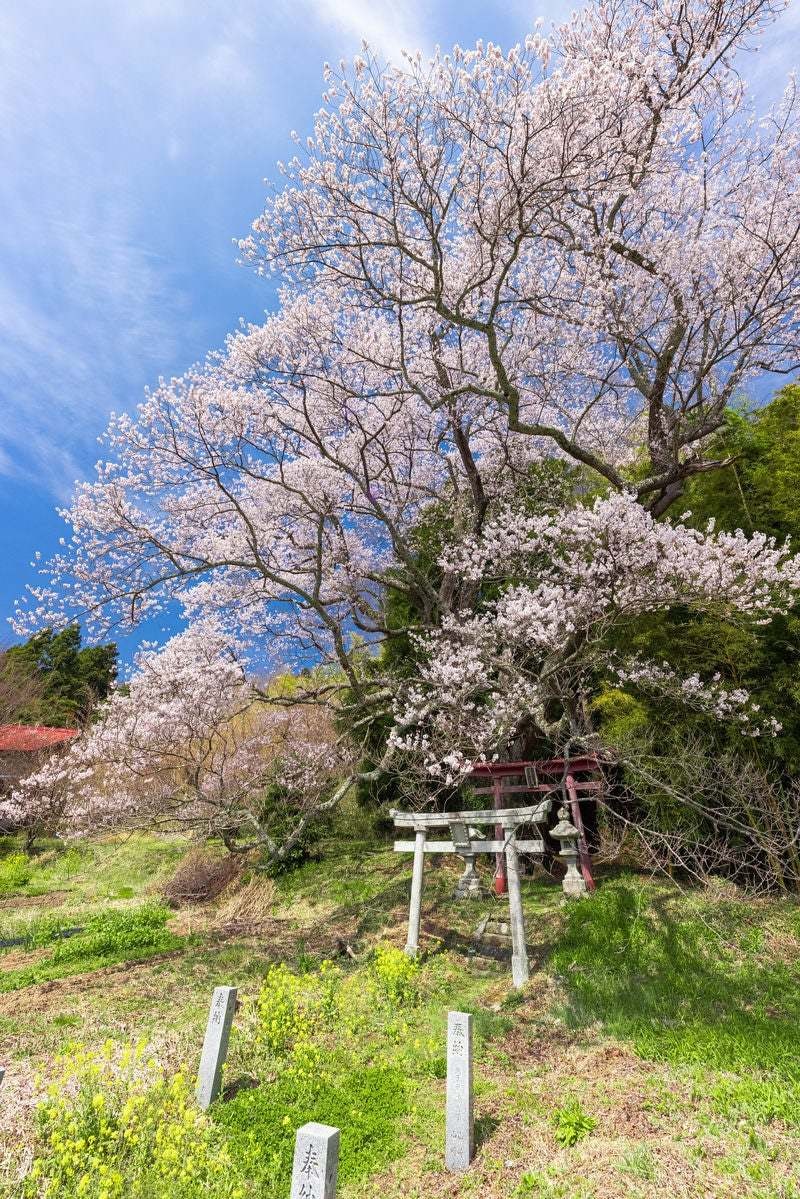 霊視歴30年⭐︎亡くなった方の本当の気持ち届けます 天国にいる故人と通じ合い、癒しと前進のサポートをします♡ イメージ10