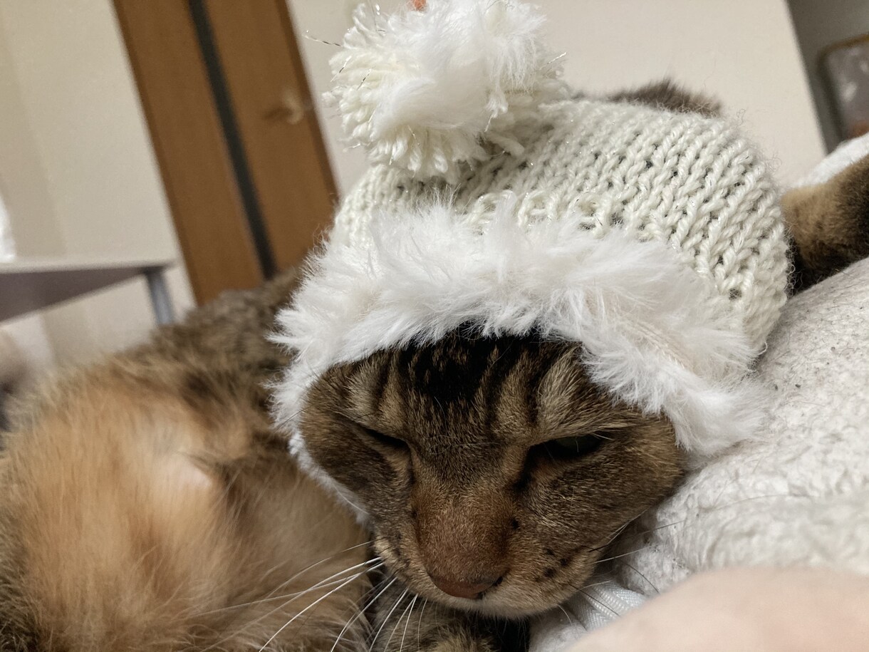 編み物代行してお編みいたします わんちゃん（犬）ネコちゃん（猫）ベビー（赤ちゃん）用ニット イメージ6