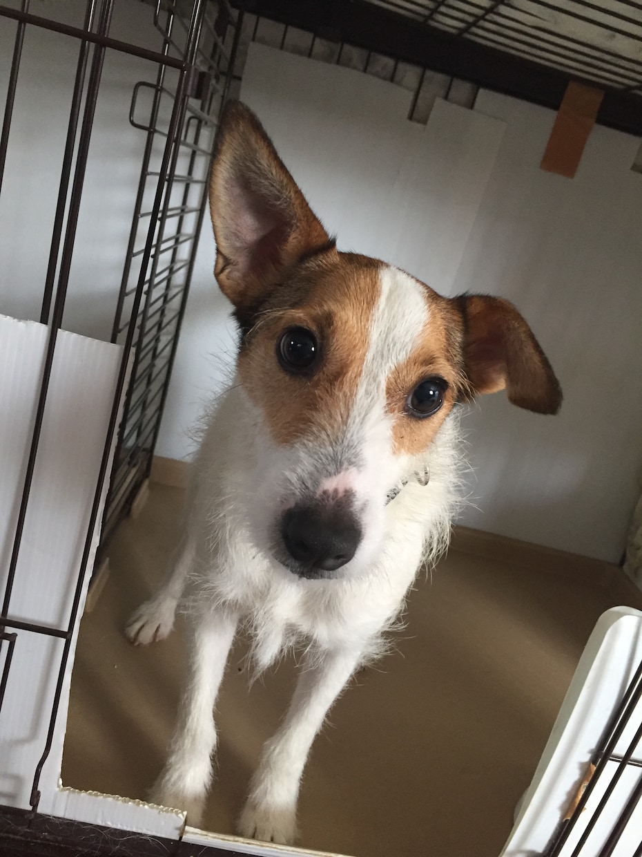 子犬の飼い方アドバイスします 特に生後2〜3ヶ月の子犬を飼い始めたばかりの方へ イメージ1