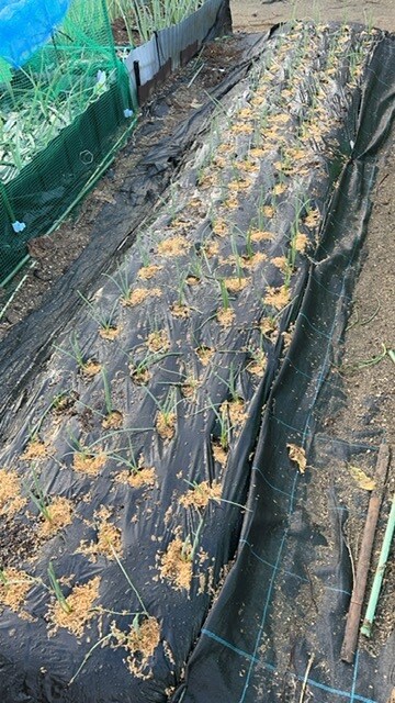 家庭菜園のアドバイスいたします 家庭菜園のむつかしさを解消していきましょう イメージ4