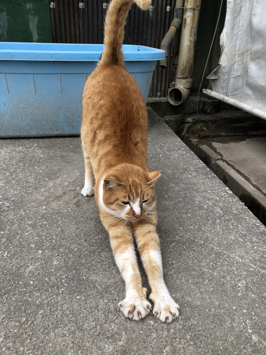 乗馬、猫、社畜ネタを面白く書きます 乗馬、社畜、猫飼う歴10年以上の私が真実味ある記事を書きます イメージ1