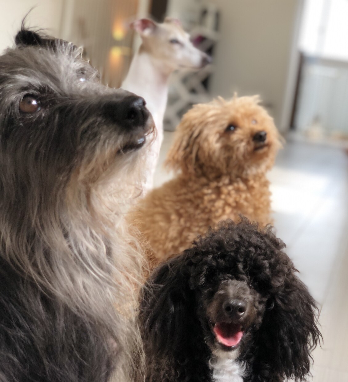 ドッグトレーナーが愛犬との向き合い方を教えます ワンちゃんについての悩みを解決しよう！ イメージ9