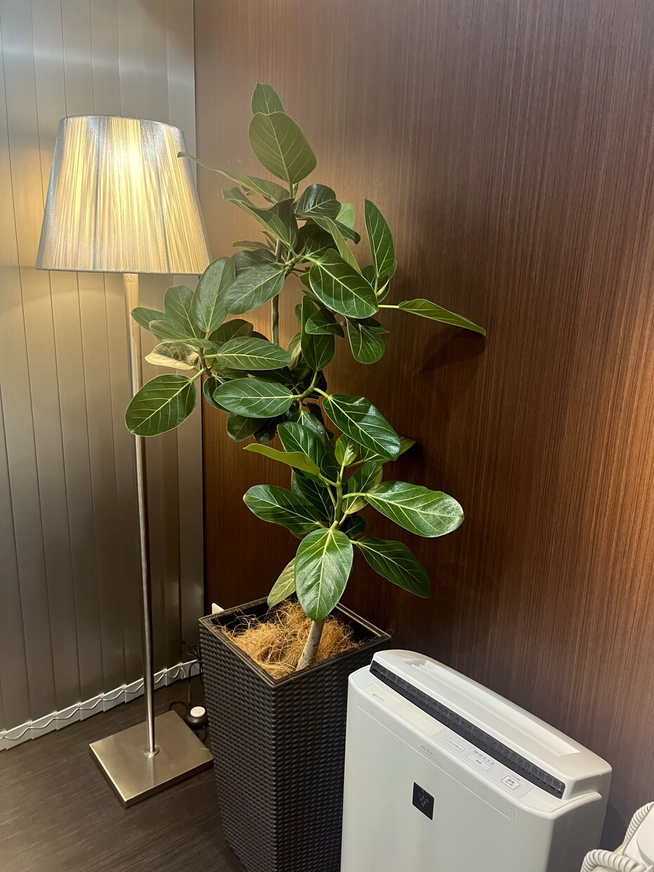 植物のプロが観葉植物のお悩みに答えます 元代官山の花屋の店長がアドバイス イメージ3
