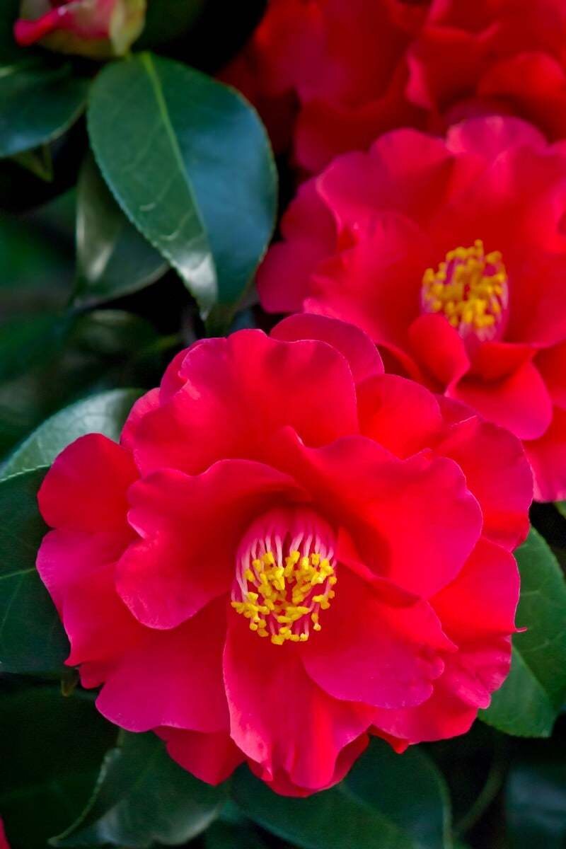 未来鑑定～あなたに今必要なメッセージをお届けします 直感タロットリーディング 幸せへのメッセージ イメージ3