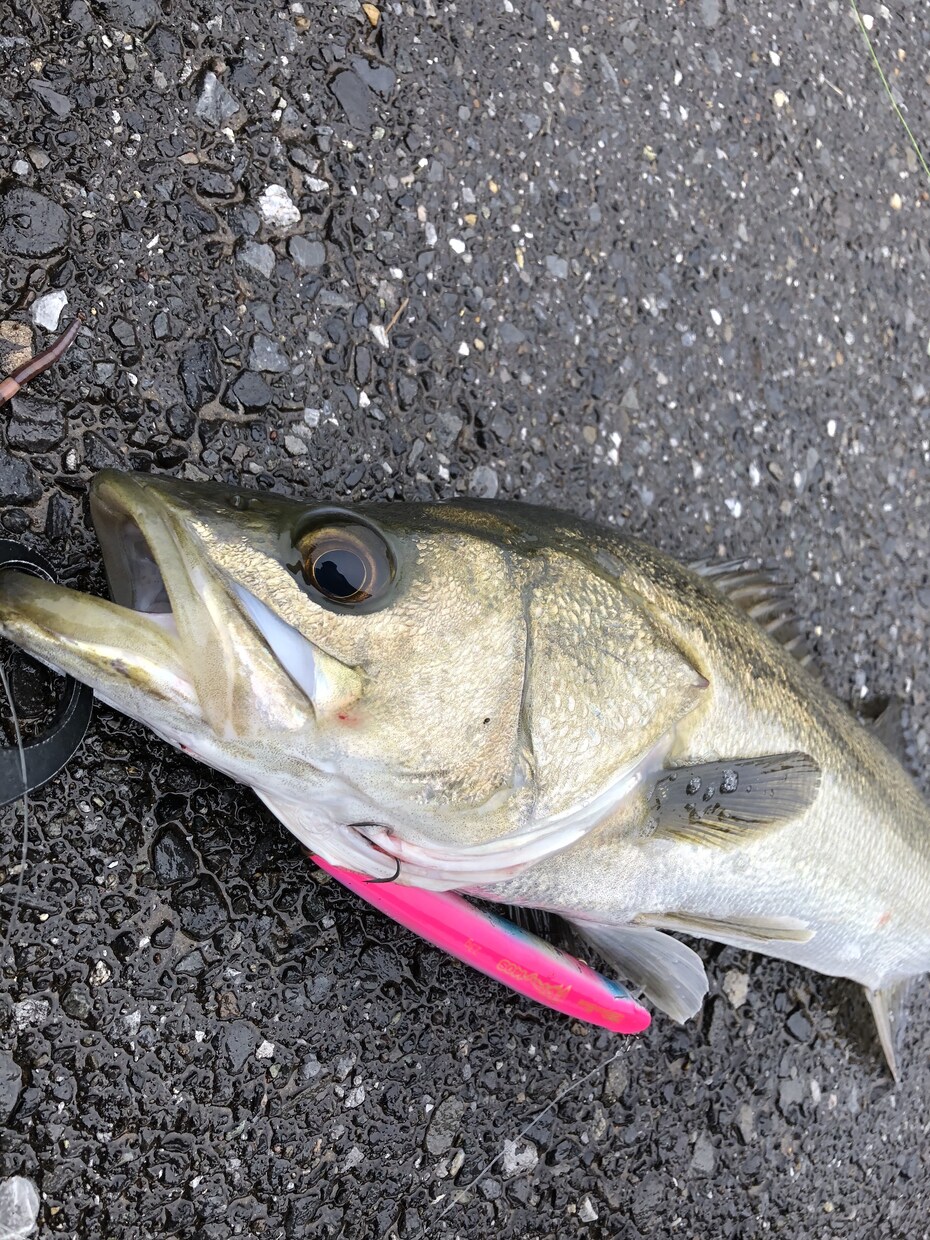 シーバス初心者に最初の1匹が釣れるノウハウ教えます 初心者の方に、最初の一匹を釣るまでの考え方を伝授します。 イメージ2
