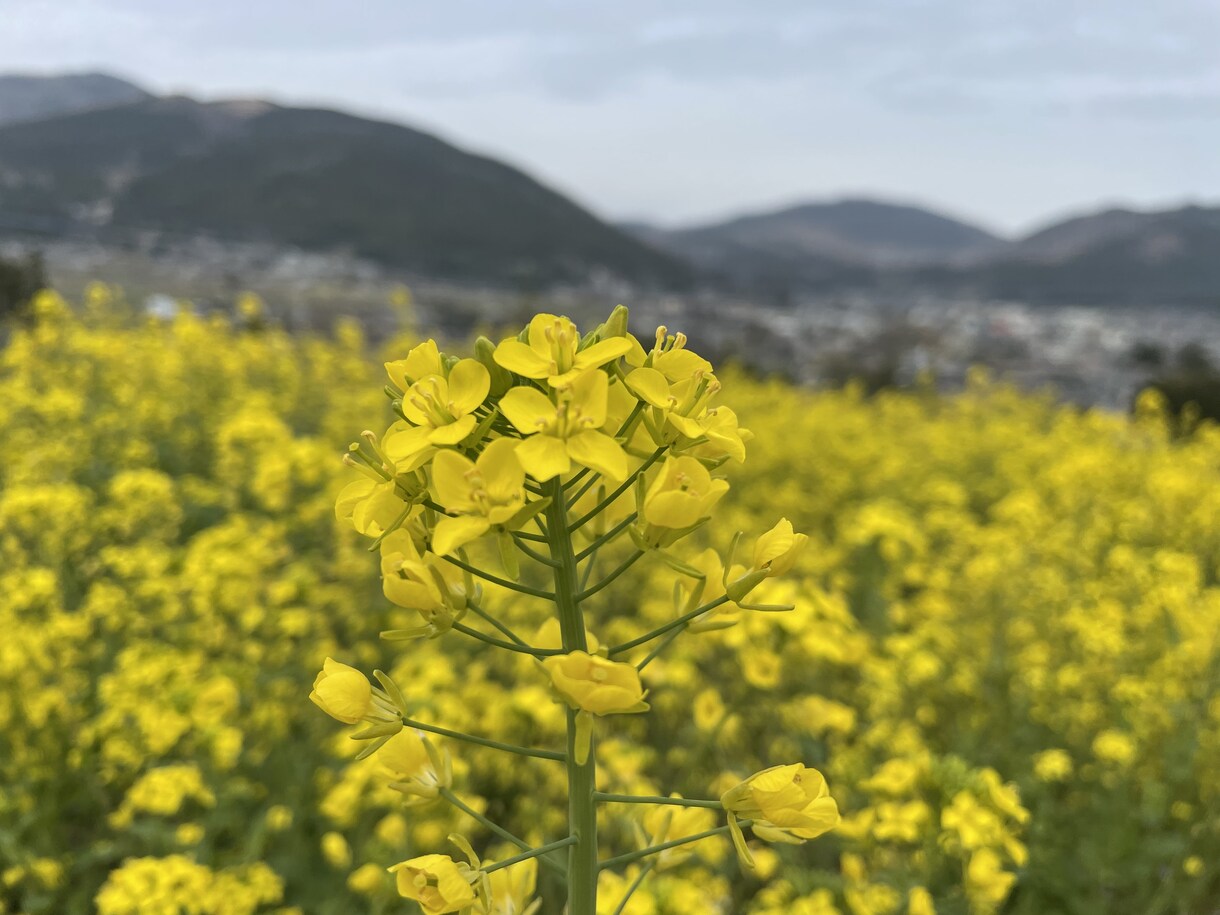 子どもに関するお悩み、なんでも受け止めます 保育を学ぶ大学生が一緒に悩み考えていきます❣️ イメージ1