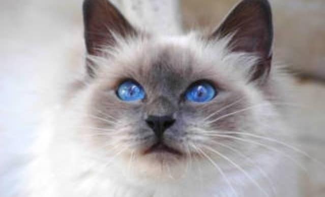 行方不明の猫 家出猫の探し方アドバイスします 愛猫探しを絶対諦めたくない方プロの捜索技伝授します イメージ1