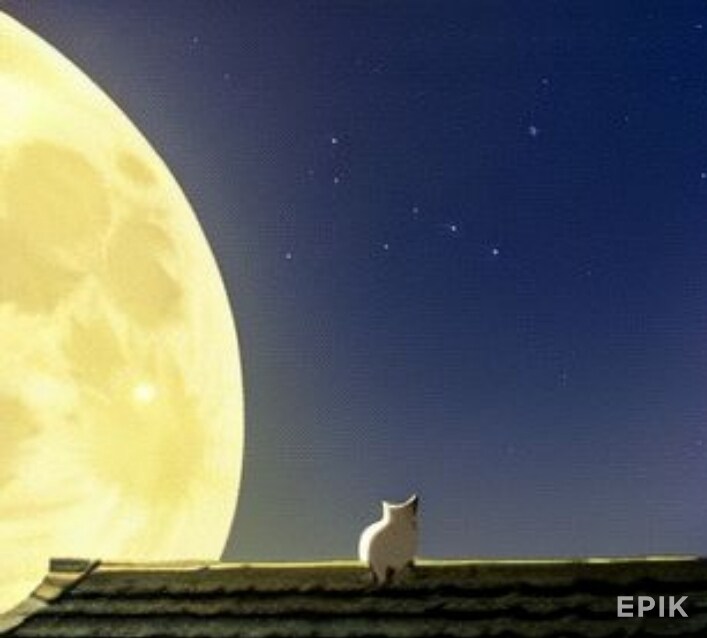 自慢猫のエピソードさん聞きます 飼ってるといつかは辛いもあるけど今日はありがとう　猫さんよ イメージ1