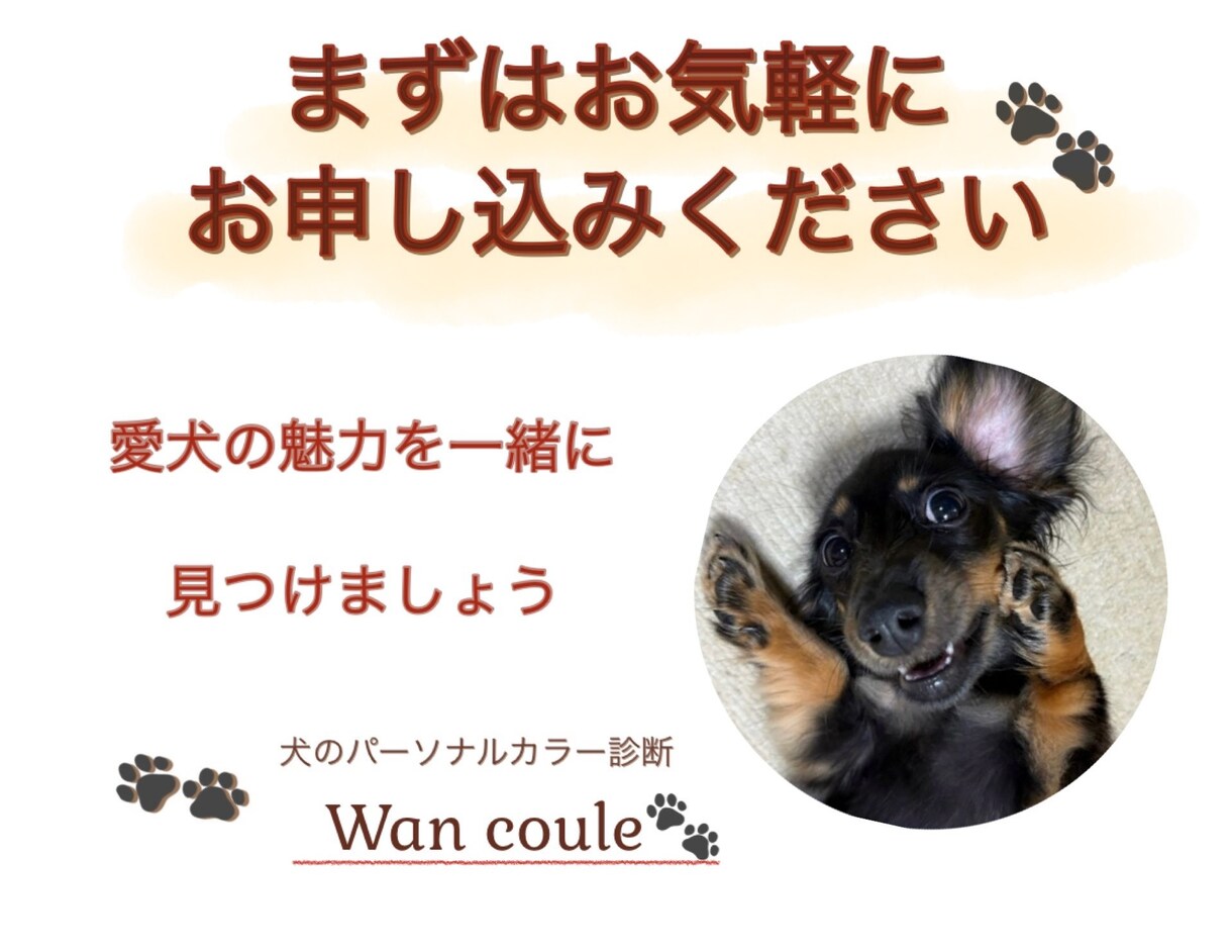 ペット（犬専門）パーソナルカラー診断します 犬パーソナルカラー診断の資格者が愛犬の魅力を色で引き出します イメージ10