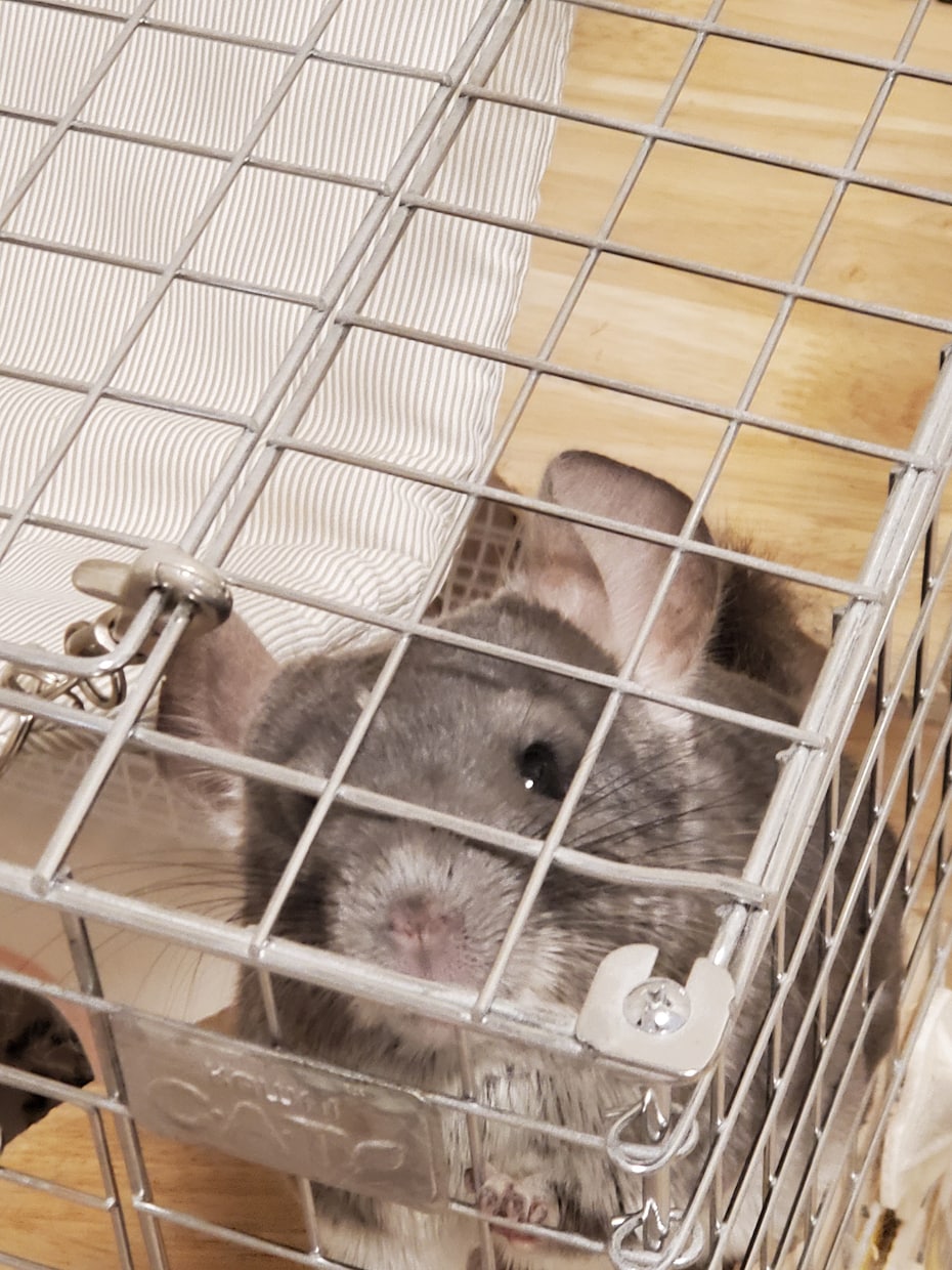 電話でお話しませんか❁*.ﾟなんでも聞きます ちょっとでも元気になれるように、癒しになります︎و* イメージ6