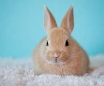 どんな行動をすれば道が開けるかを鑑定します あなたの悩み事を教えてください。 イメージ3