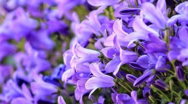 あなたの誕生日の誕生花と花言葉を教えます 各々の誕生日には誕生花という物が存在しています イメージ1
