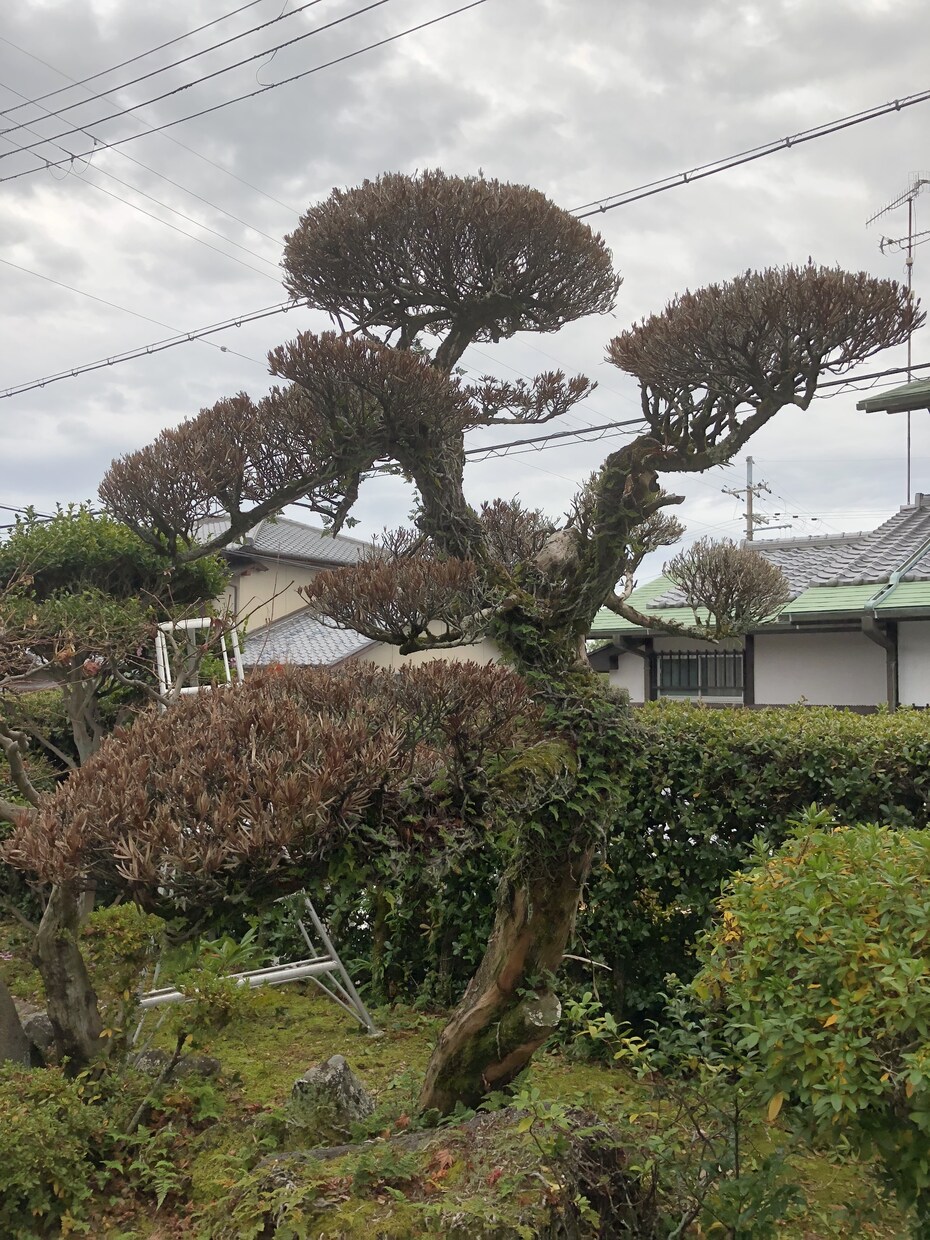 庭木の病害中に対処出来るように樹木医が診断します 簡易診断書を作成し、一般の方でも出来る処置法を御提案^ ^ イメージ2