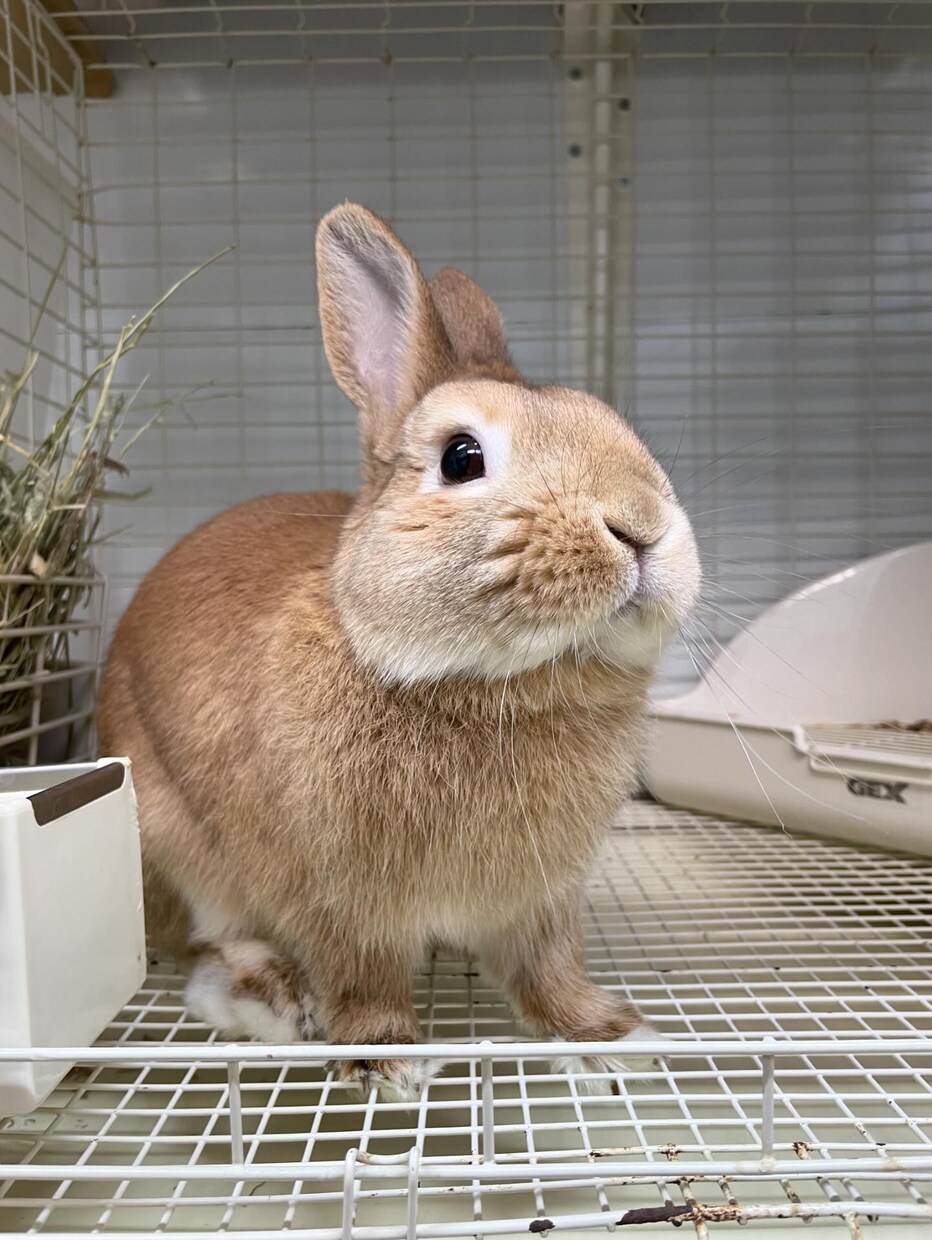小動物飼育についてアドバイスします 元ペットショップ店員が相談サポート！ イメージ1