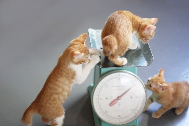 ダイエットの悩みなどの相談にのります 心理学などの科学でアドバイスをしたりします！ イメージ1