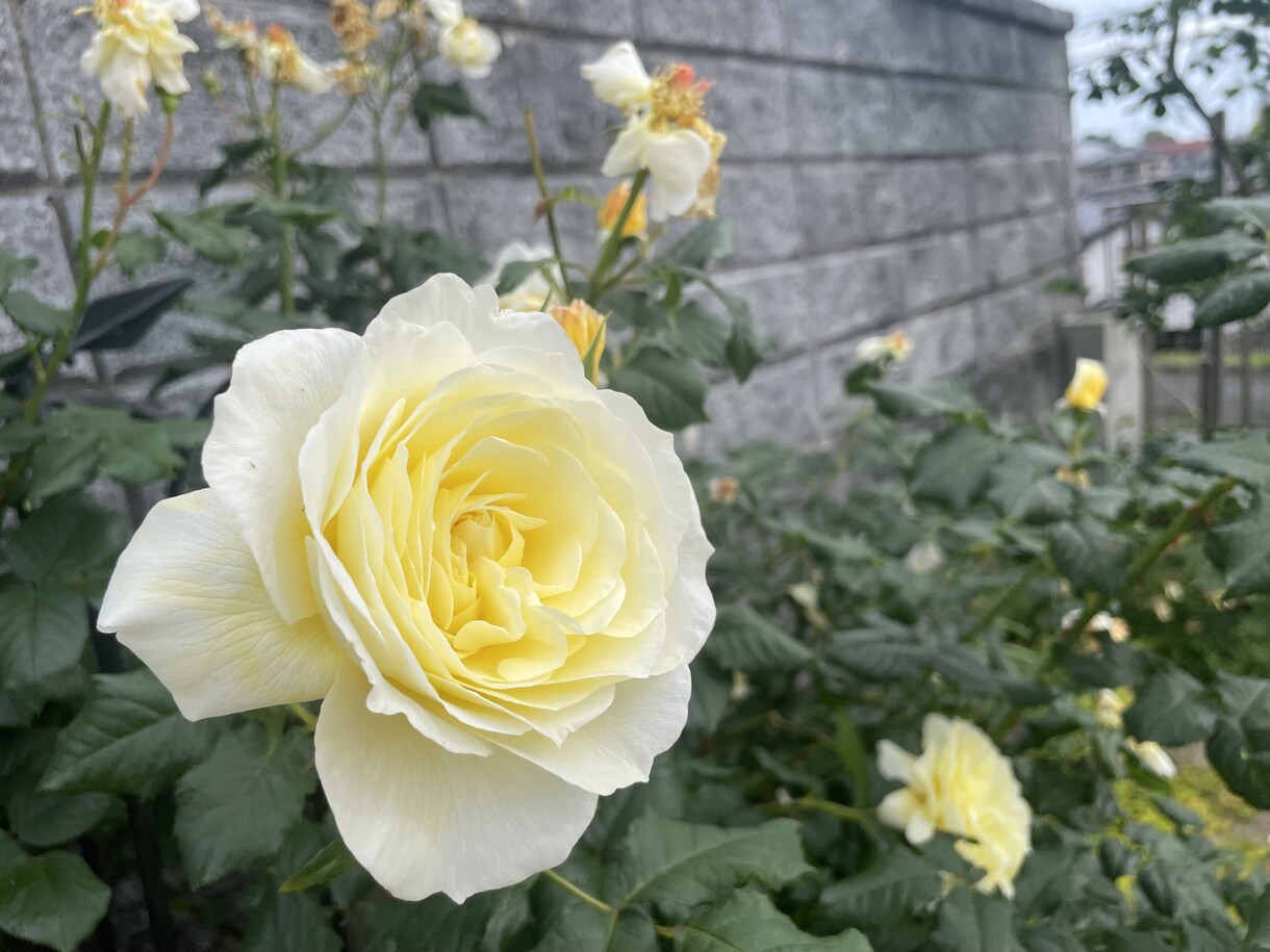 もも35歳＾＾ ✩ 恋愛相談ならのります 開業医と結婚して10年 なにか知りたいことがある人がいるかな イメージ1