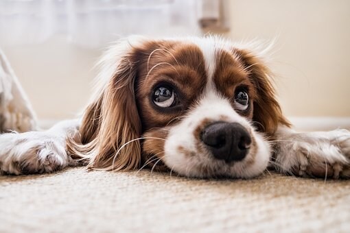 ペット専用〜この時期だからこそレイキで癒やします 飼い主さんにストレスがあると家族にもストレスがかかりますよ イメージ8