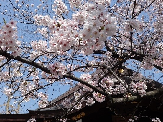 ご縁のある日本の神様をお探しします ☯力になってくれる神様（のメッセージ）でご縁を繋ぎましょう♪ イメージ5