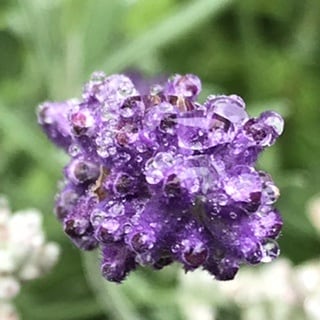 フラワーエッセンスについての講座を開催します お花や自然界の力はとても凄いですよ イメージ3