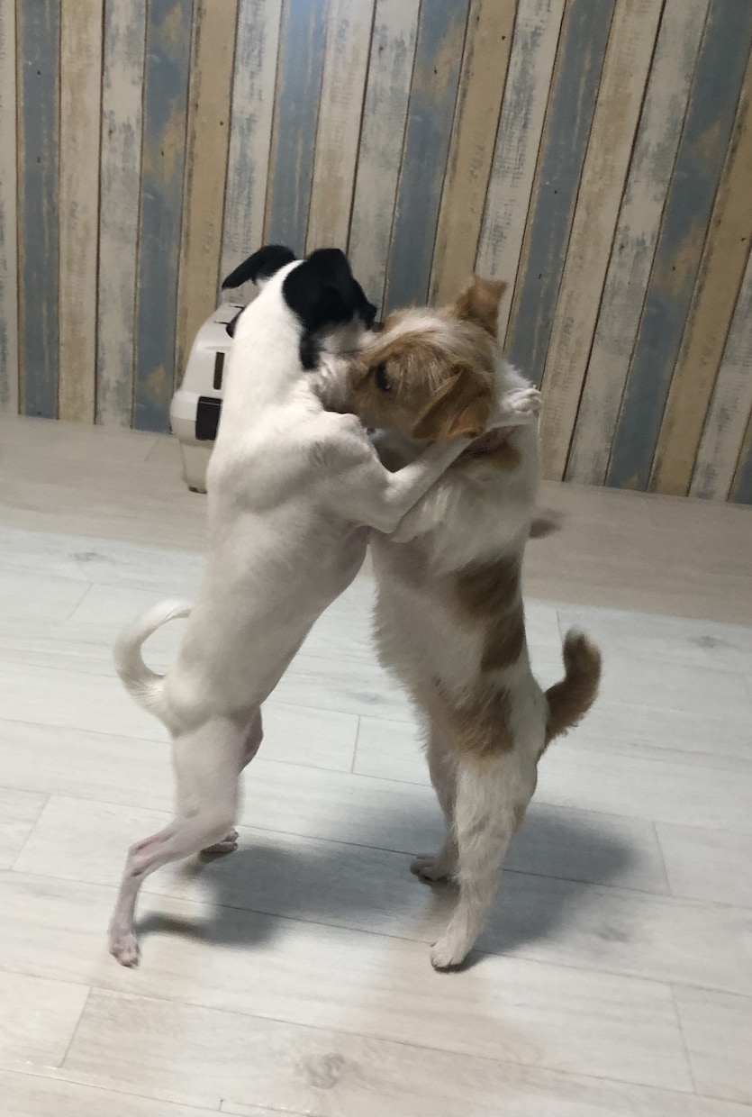 ワンちゃんのお悩み相談受けます ワンちゃんとのスキマ埋めます! イメージ3