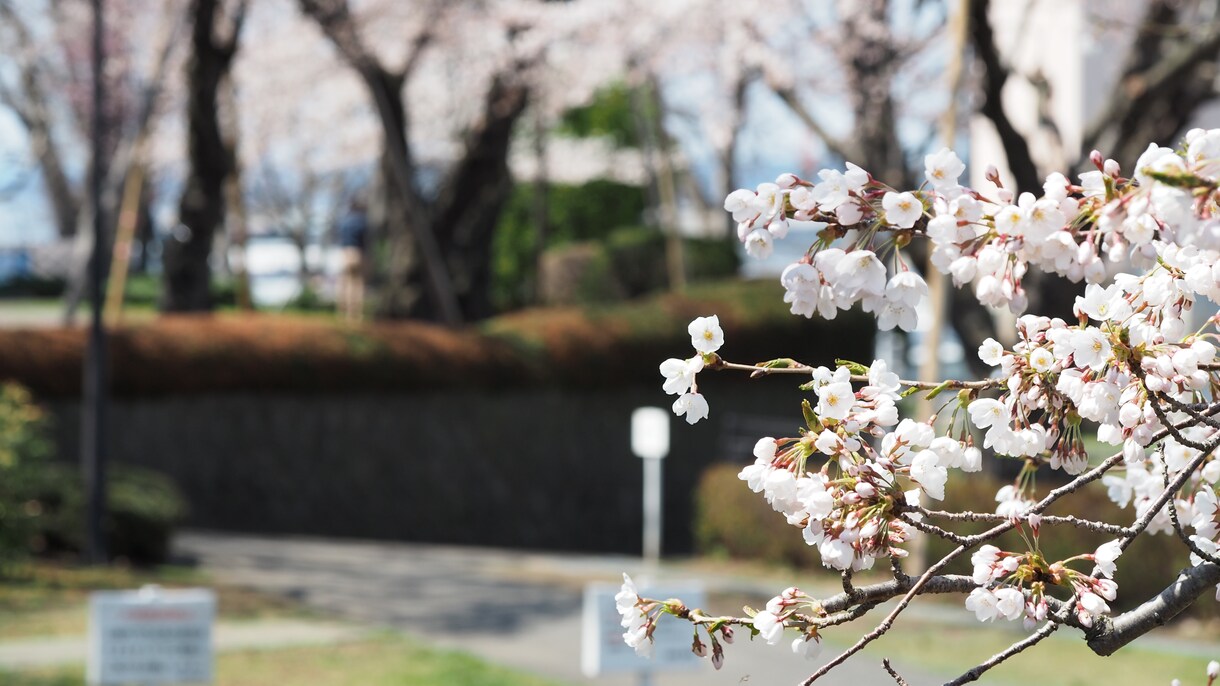 素材としての写真をご提供いたします 四季や風景の素材を探している方にぴったりな写真です。 イメージ7