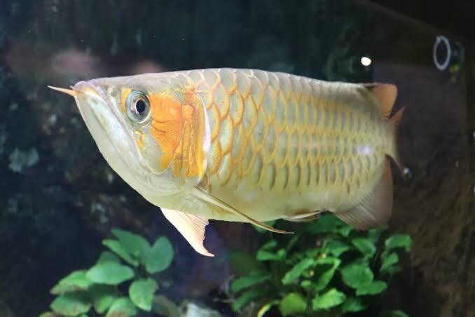 大型魚の悩みを解決をお手伝いします 古代魚、アロワナなどの手術等をお手伝い致します。 イメージ1