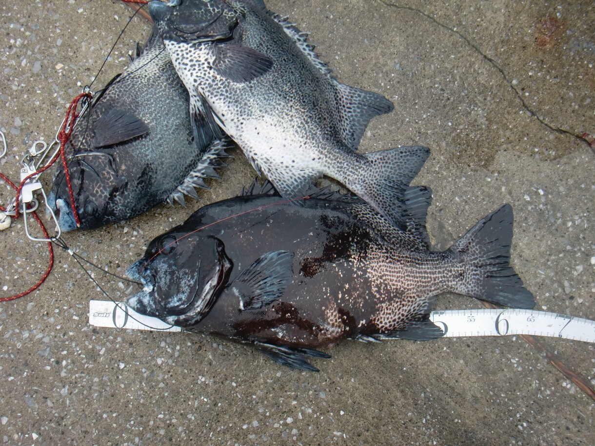 石鯛釣りコンサルします 石鯛釣りを始めたいけど、わからない。でも、大丈夫 イメージ1
