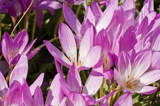 雑談☆三十路・オバンギャが何でも♡お聞きします 気軽にどうぞ♪ゆるーく・まったりお話しましょう！(◜ᴗ◝ ) イメージ4