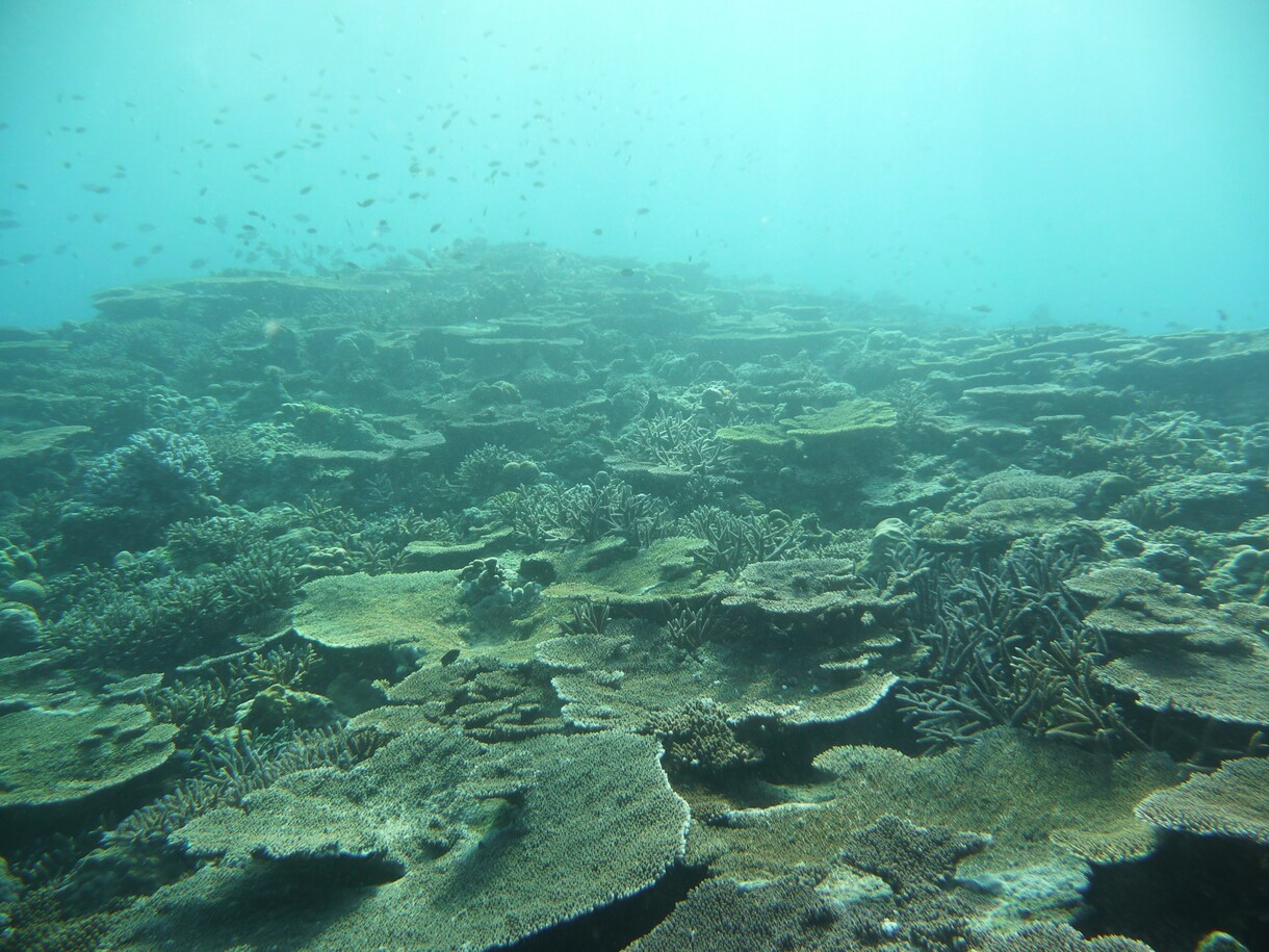 沖縄の水中写真を提供します イメージ写真等に使用してみてはいかがでしょうか イメージ4