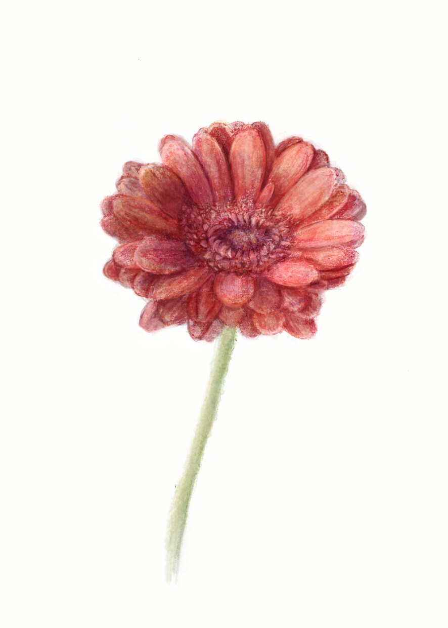 デジタルでお花のイラスト描きます アナログ風のタッチのCGイラスト イメージ1
