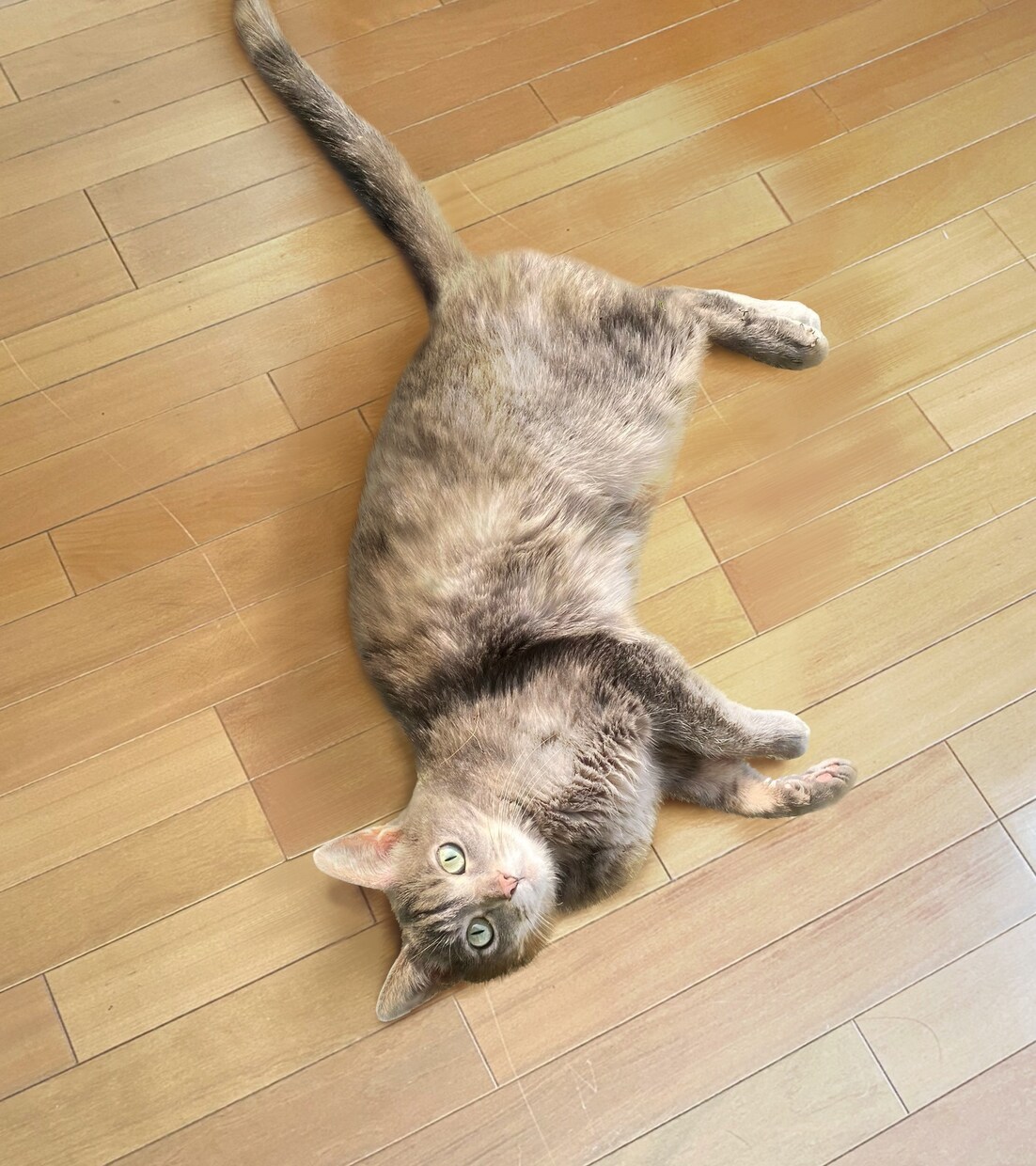 画像の修正、加工をいたします ！　ペットの写真、集合写真などお気軽にご相談ください♪ イメージ5