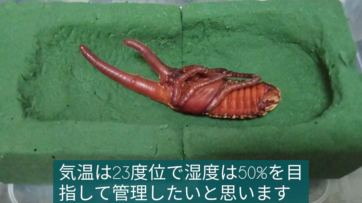 ヘラクレスオオカブトの羽化のさせ方教えます ヘラクレスオオカブトの羽化のさせ方全般を教えます イメージ3