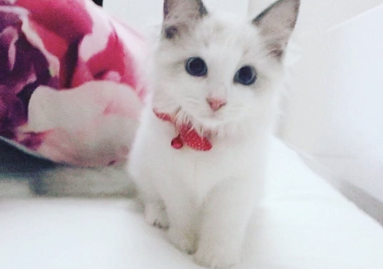 猫の飼い方、猫との暮らし、ご相談に応じます 猫を初めて飼う方や猫に関しての生活の疑問 イメージ3