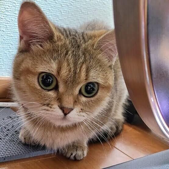 男性限定＊レンタル彼女＊今日の彼女になります ホッとできるひとときを一緒に過ごしませんか？(*´ω`*) イメージ1
