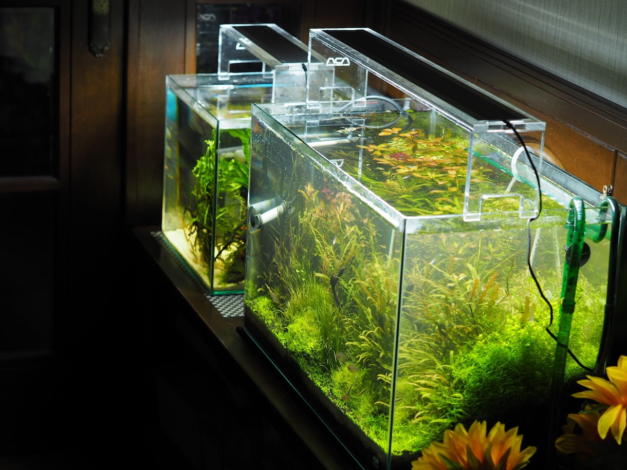 水草、メダカの育て方教えます 水草歴10年フリマアプリ販売数　年1万本 イメージ5