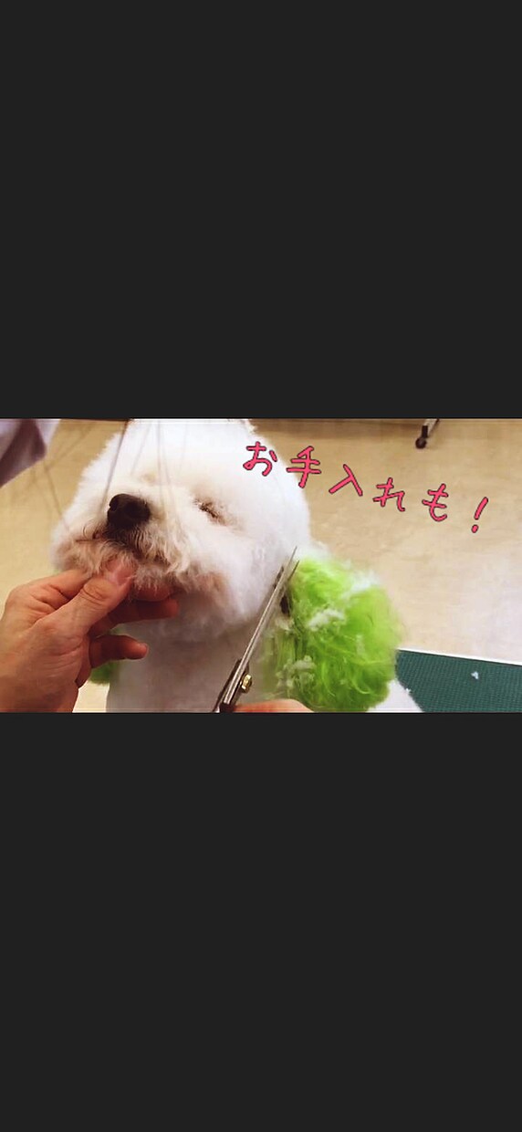 わんちゃん猫ちゃんの飼い方の相談にお答えします 元動物看護師がしつけやご飯、病気等飼い主様の疑問に答えます イメージ4