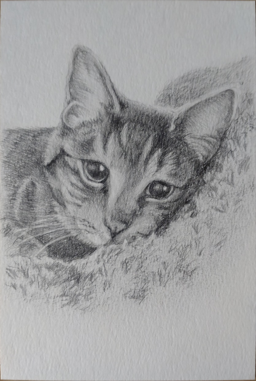 ペットの似顔絵を鉛筆で描きます 大好きなペットとの思い出を鉛筆画にしてみませんか？ イメージ3