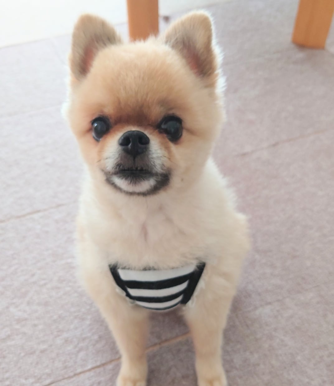 シニアわんこへの愛情も不安も一緒に考えます 介護もお別れも優しく寄り添い、そっと受けとめます イメージ2