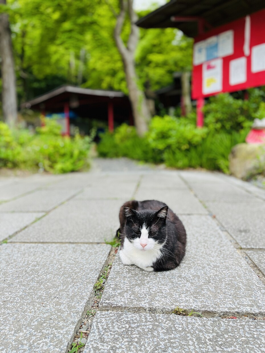 あなたの目標達成を催眠療法士がひき出します 潜在意識からあなたの夢達成のための導きをします イメージ10
