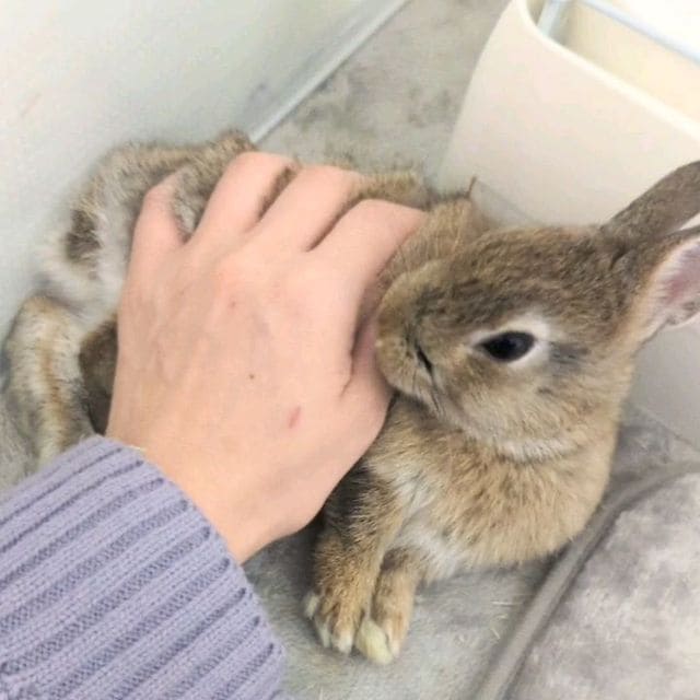 ペットちゃんに 癒しのレイキヒーリングします 大切なペットちゃんをレイキヒーリングで癒します イメージ4