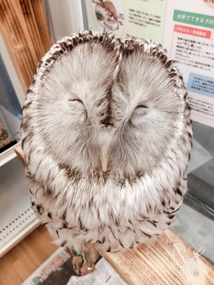 ペットの飼い方お教えします 飼いたいペットがいるけど飼い方がわからないあなたへ イメージ2