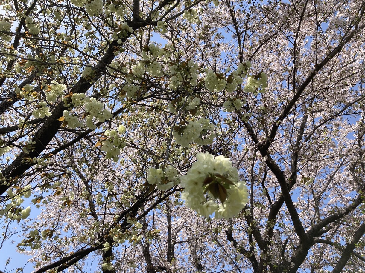 聞くだけ18年☘️経験あり⭐️ひたすらお聞きします ♡の悩みに向き合えます✨相手を知りたい夜と気分を変えたい朝に イメージ6