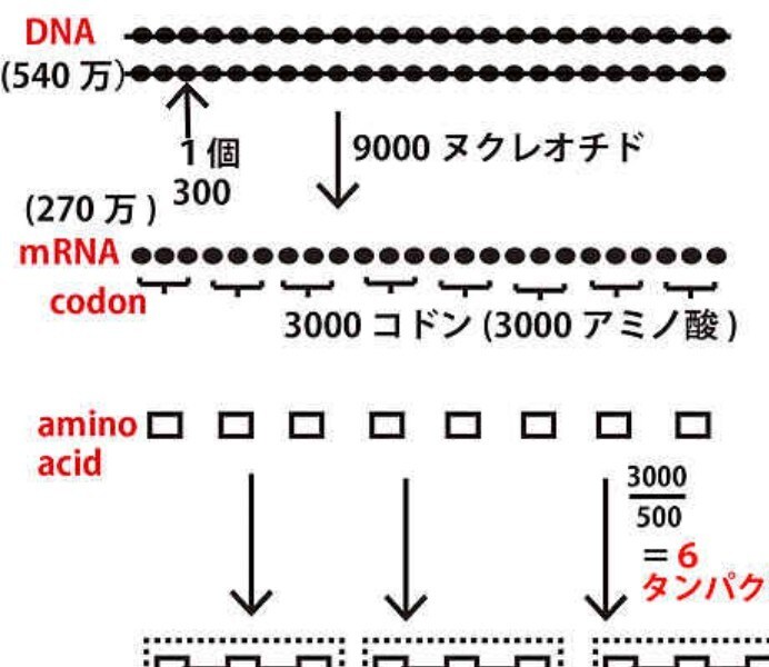 元医専プロ講師、旧帝医学部が高校化学、生物教えます 医専プロ講師歴10年が化学、生物教えます！偏差値50～75 イメージ8