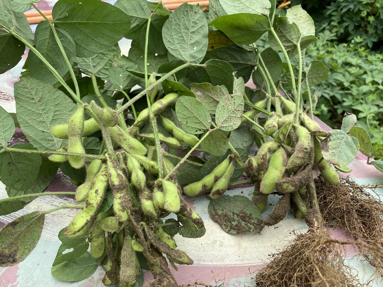 野菜の育て方、アドバイスさせて頂きます 種苗メーカー、農場長の経験をもとにアドバイスします。 イメージ4