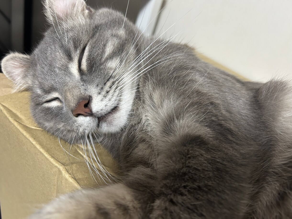 猫のぽむちゃんがあなたの話し相手になります 猫ちゃんとお話しして癒されていきませんか？ イメージ7