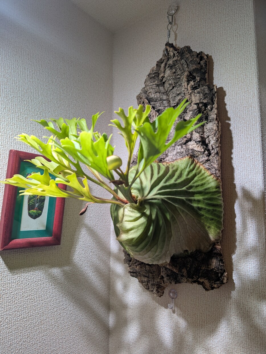 葉が落ちる・動かない植物を写真で一緒に整理します 【写真OK｜塊根・ビカク・アガベ対応｜原因を整理したい方】 イメージ2