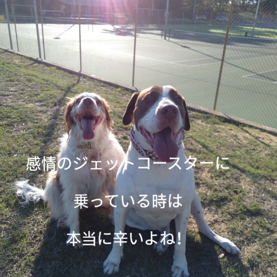 恋愛全般・失恋・復縁・結婚・離婚のお悩みに答えます 感情のジェットコースターに乗っていませんか？　戻れ心の平和！ イメージ2