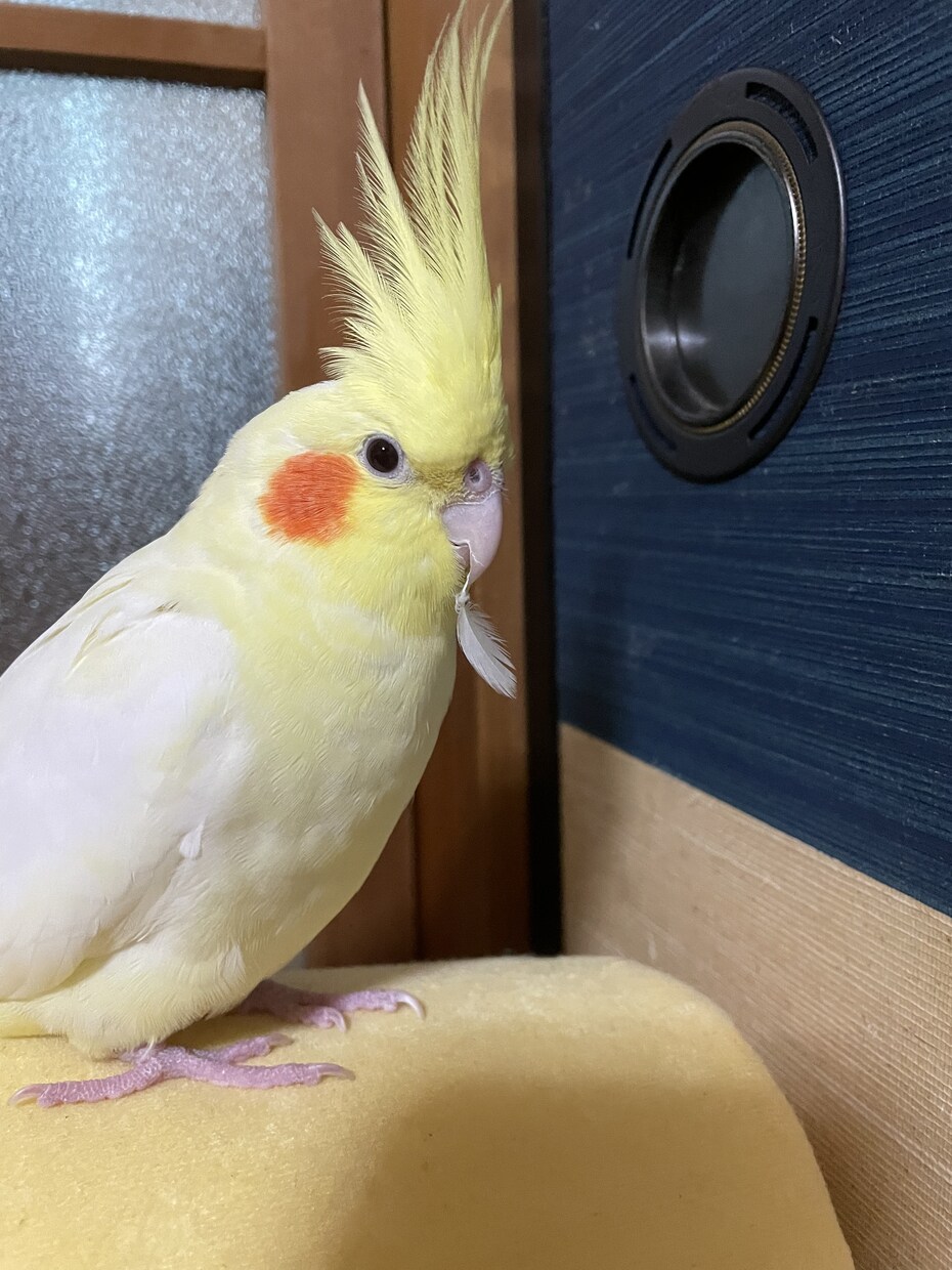 悩み相談、雑談、お話なんでも聞きます 何かに悩んでいる・話し相手がほしい方へ、楽しい時間を提供！ イメージ4
