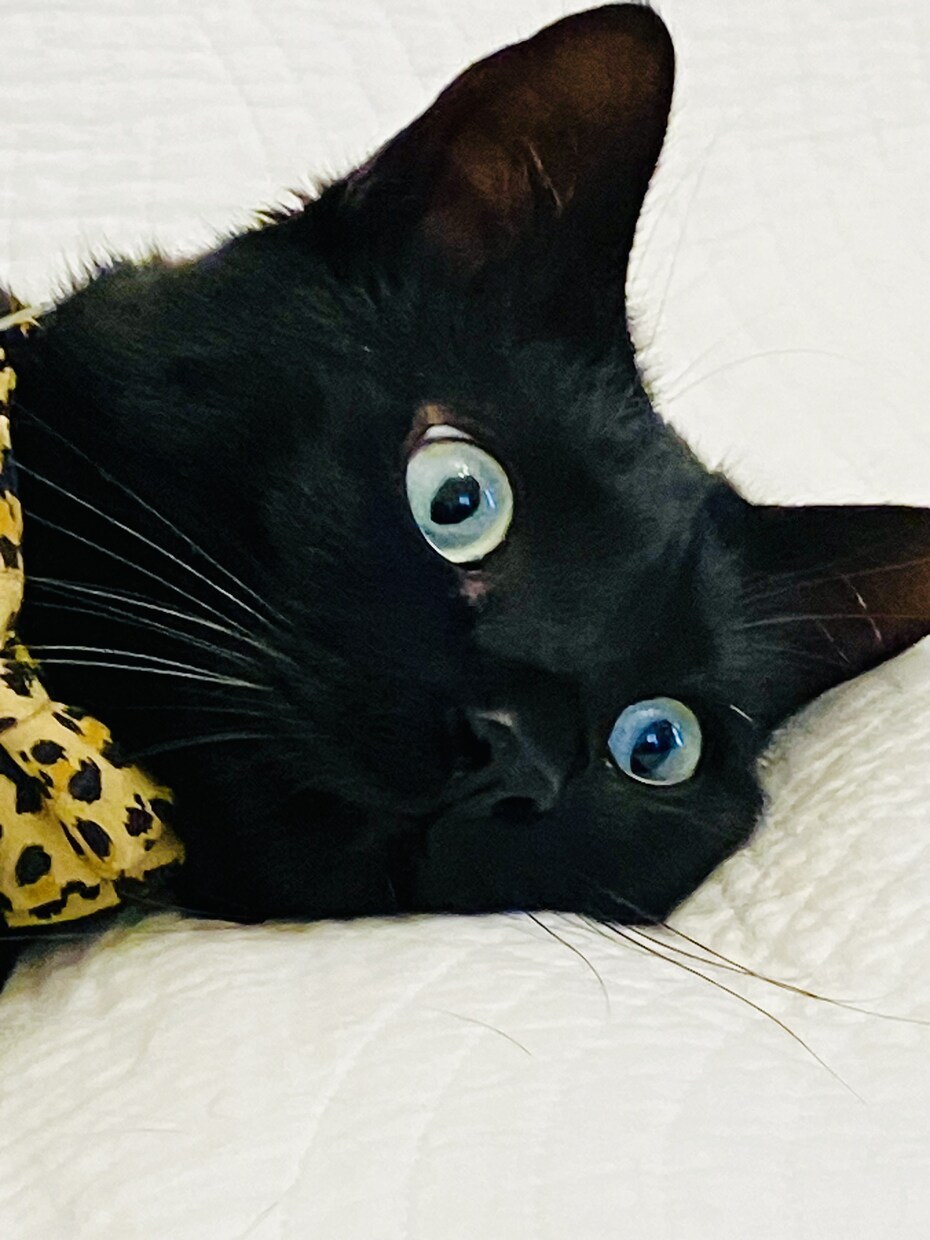 あなたの愛猫自慢を電話で聞きます 【猫自慢・親バカ大歓迎】うちの子の可愛さをのろけ倒して！ イメージ4